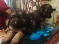 German Shepherd Puppies for sale in Chennai, Tamil Nadu, India. price: 15,000 INR