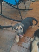 German Shepherd Puppies for sale in Bessemer City, NC 28016, USA. price: $600