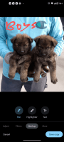 German Shepherd Puppies for sale in Huntsville, AL, USA. price: $500