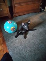 German Shepherd Puppies for sale in Roosevelt, NY, USA. price: $600