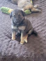 German Shepherd Puppies for sale in Uniontown, PA 15401, USA. price: $300