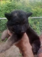 German Shepherd Puppies for sale in Grover, NC 28073, USA. price: $600