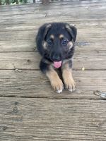 German Shepherd Puppies for sale in Lawrenceburg, IN 47025, USA. price: $600