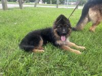 German Shepherd Puppies for sale in Louisville, KY, USA. price: $2,000