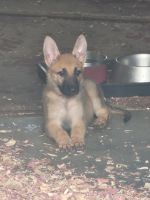 German Shepherd Puppies for sale in 225 Bluffs Terrace, Colonial Heights, VA 23834, USA. price: $300