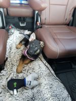 German Shepherd Puppies for sale in 6925 W Fortuna Ave, Wichita, KS 67215, USA. price: $80,000