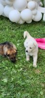 German Shepherd Puppies for sale in Osceola, IN 46561, USA. price: $450