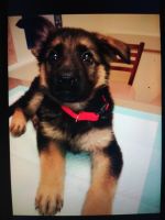 German Shepherd Puppies for sale in Indianapolis, IN, USA. price: $400
