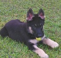 German Shepherd Puppies for sale in 788 Pine Vale Rd, Marion Center, PA 0, USA. price: $400