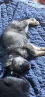 German Shepherd Puppies for sale in Lemont Furnace, PA 15456, USA. price: $200