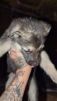 German Shepherd Puppies for sale in Sioux City, IA, USA. price: $450