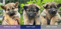 German Shepherd Puppies for sale in Lansing, MI 48906, USA. price: $500