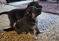 German Shepherd Puppies for sale in Orem, UT, USA. price: $800