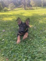 German Shepherd Puppies for sale in Albion, NY 14411, USA. price: $600