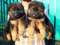 German Shepherd Puppies for sale in Mumbai, Maharashtra, India. price: 40,000 INR