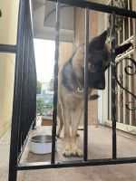 German Shepherd Puppies for sale in Brooklyn, NY 11235, USA. price: $800