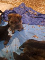 German Shepherd Puppies for sale in Mechanicsville, VA, USA. price: $650