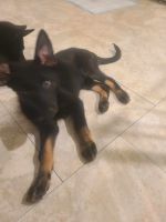 German Shepherd Puppies for sale in Woodhaven, NY 11421, USA. price: $650