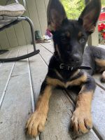 German Shepherd Puppies for sale in Mooresville, IN, USA. price: $600