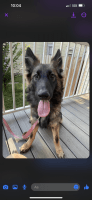 German Shepherd Puppies for sale in St Paul, MN 55125, USA. price: $2,000