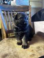 German Shepherd Puppies for sale in Brimfield, MA, USA. price: $1,200