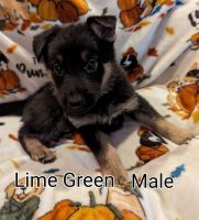 German Shepherd Puppies for sale in Columbus, OH, USA. price: $1,200