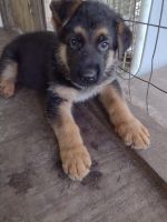 German Shepherd Puppies for sale in Garland, NC 28441, USA. price: $500