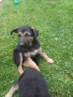 German Shepherd Puppies for sale in Lancaster, OH 43130, USA. price: $700