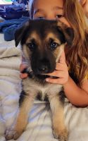 German Shepherd Puppies for sale in Chicopee, MA, USA. price: $600