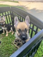 German Shepherd Puppies for sale in McDonough, GA, USA. price: $1,000
