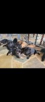 German Shepherd Puppies for sale in Matthews, NC 28104, USA. price: $300