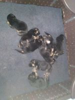 German Shepherd Puppies for sale in Kenosha, WI, USA. price: $800