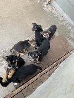 German Shepherd Puppies for sale in Johnstown, CO, USA. price: $50