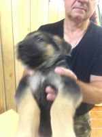 German Shepherd Puppies for sale in Glen Cove, NY, USA. price: $500