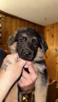 German Shepherd Puppies for sale in Lebanon, PA, USA. price: $800