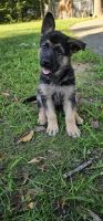 German Shepherd Puppies for sale in Chicopee, MA, USA. price: $1,800