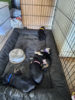 German Shepherd Puppies for sale in Waterbury, CT, USA. price: $1,200