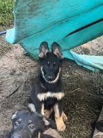 German Shepherd Puppies for sale in Middletown, NY 10940, USA. price: $500