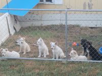 German Shepherd Puppies for sale in Red Oak, TX 75154, USA. price: $450