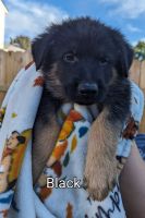German Shepherd Puppies for sale in Columbus, OH, USA. price: $1,200