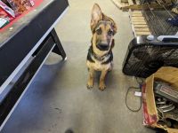German Shepherd Puppies for sale in Indianapolis, IN, USA. price: $500