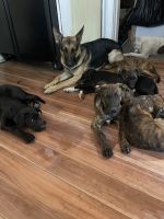 German Shepherd Puppies for sale in Rochester, NY, USA. price: NA