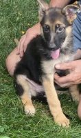German Shepherd Puppies for sale in Westmont, IL, USA. price: $500