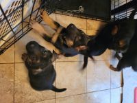 German Shepherd Puppies for sale in Neosho, MO 64850, USA. price: $800