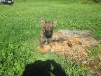 German Shepherd Puppies for sale in Leverett, MA, USA. price: $900