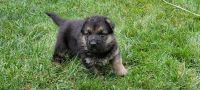 German Shepherd Puppies for sale in Angola, IN 46703, USA. price: $1,000
