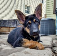 German Shepherd Puppies for sale in Scotia, NY 12302, USA. price: NA