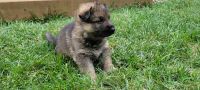 German Shepherd Puppies for sale in Angola, IN 46703, USA. price: $800