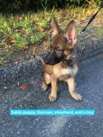 German Shepherd Puppies for sale in Niceville, FL, USA. price: $800