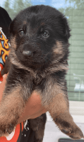 German Shepherd Puppies for sale in Waterbury, CT 06706, USA. price: $1,600